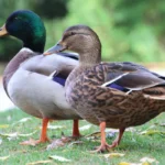 a pair of wild ducks