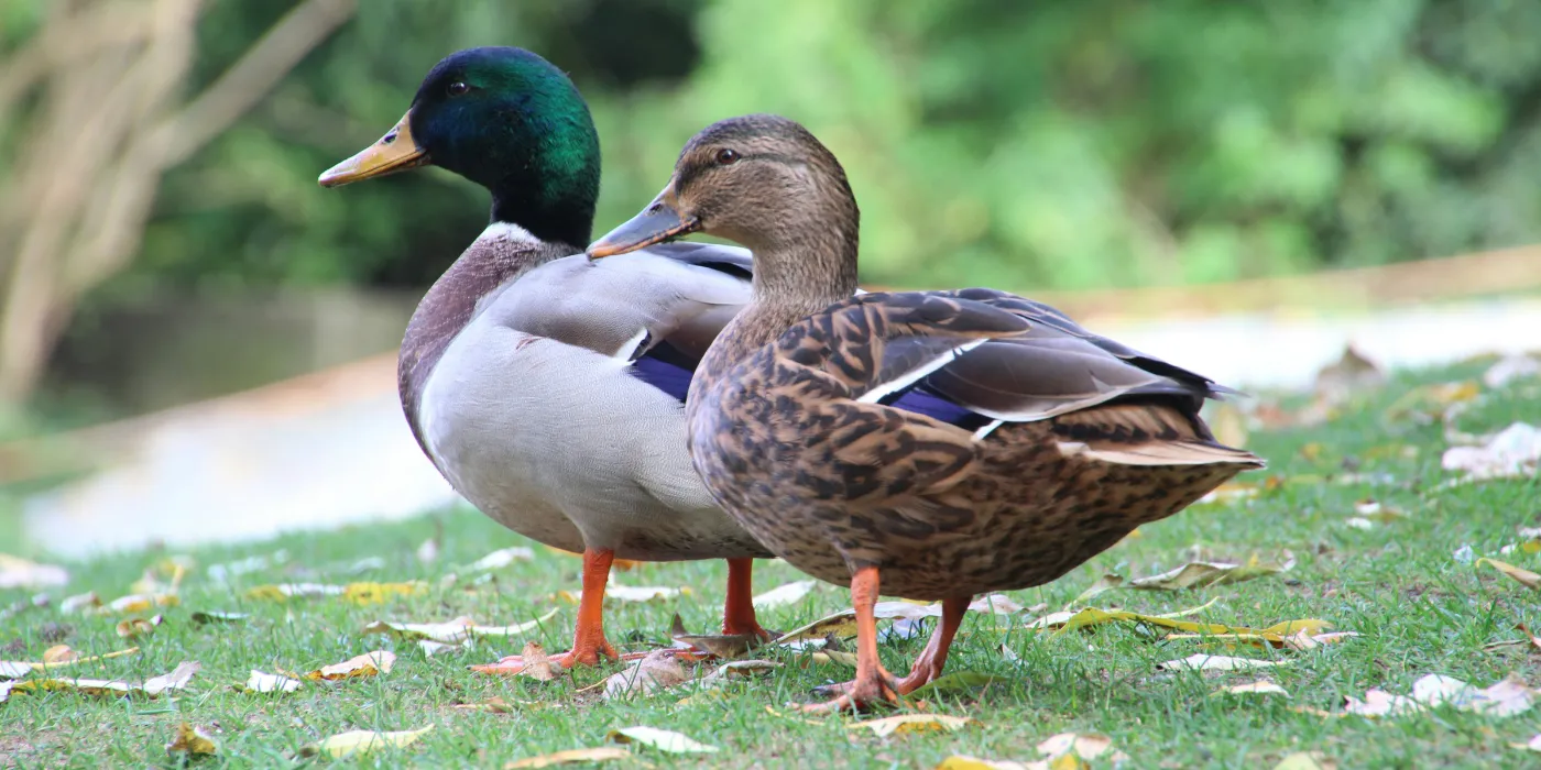 a pair of wild ducks