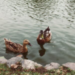 two ducks at the edge of a lake