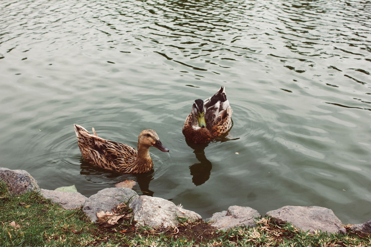two ducks at the edge of a lake