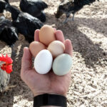 a person producing their own eggs from hens