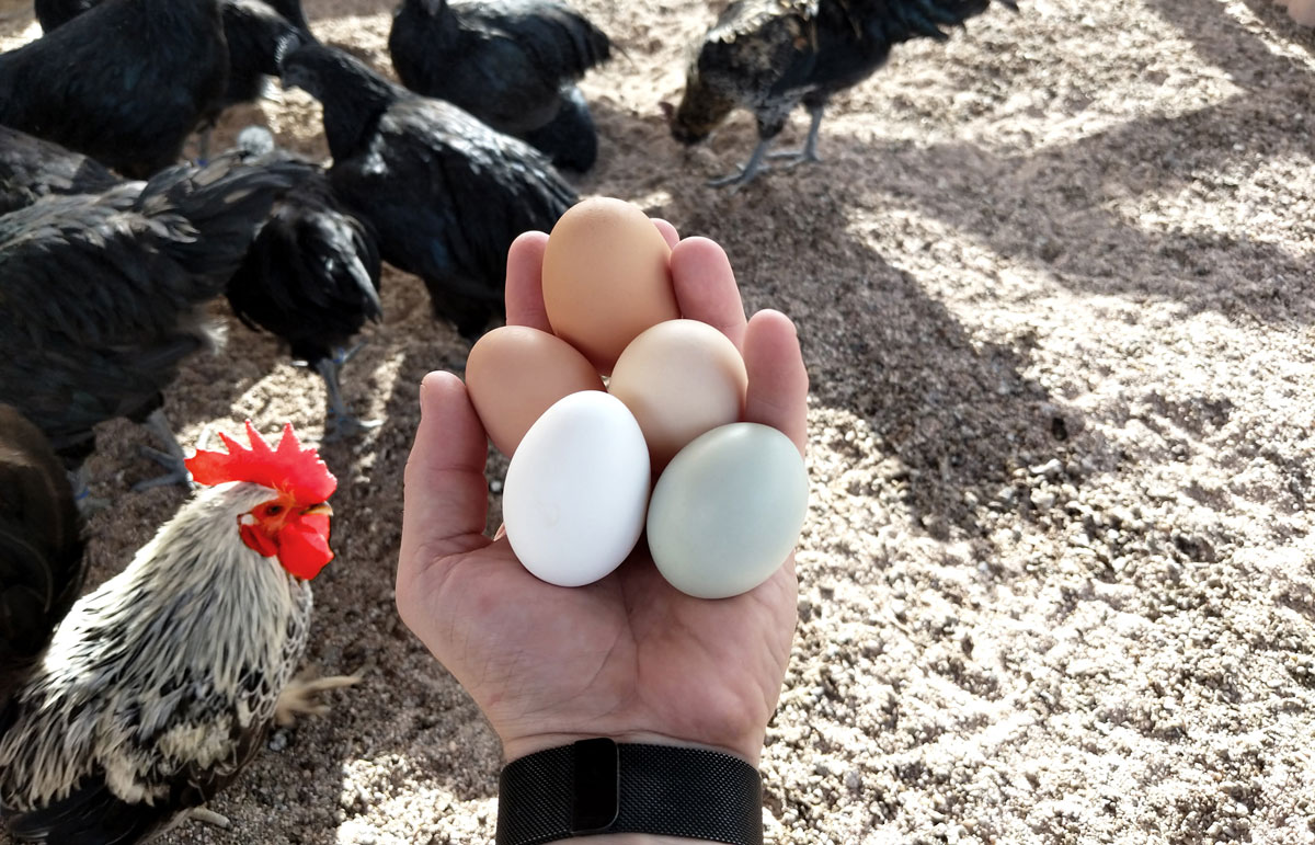 a person producing their own eggs from hens