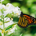 a monarch butterfly on a white flower