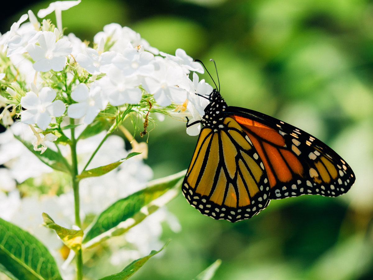 a monarch butterfly on a white flower