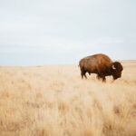 bison grazing on the plains