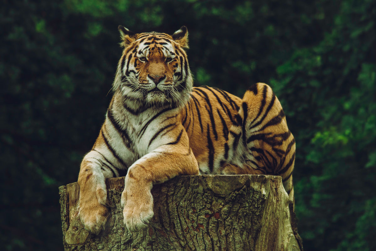 a tiger laying peacefully on a log