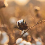 organic cotton plant