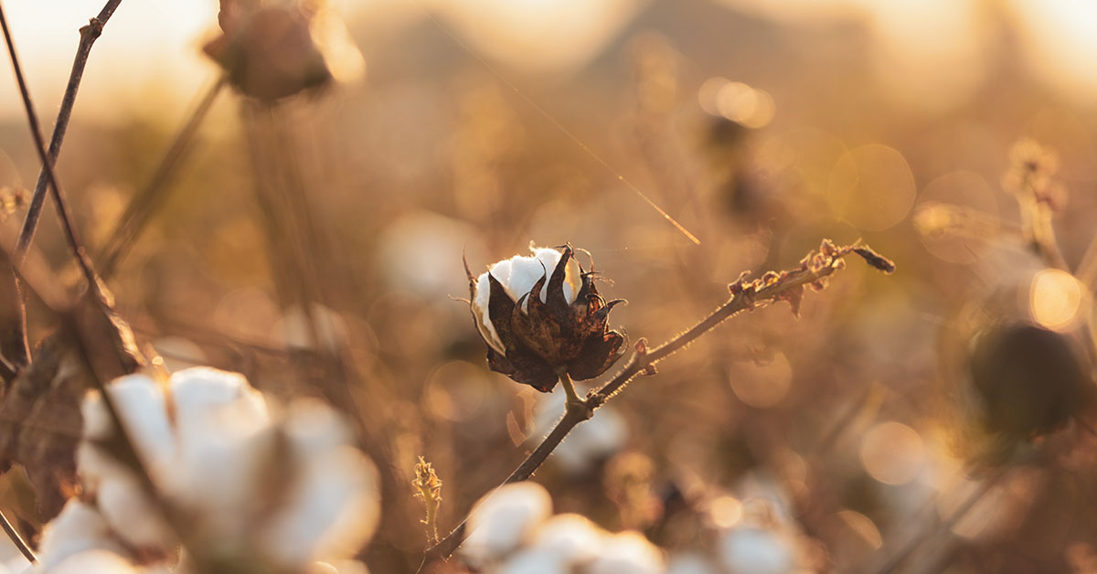 organic cotton plant