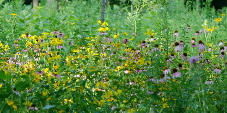 coneflowers