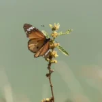 two butterflies flying toward a flower