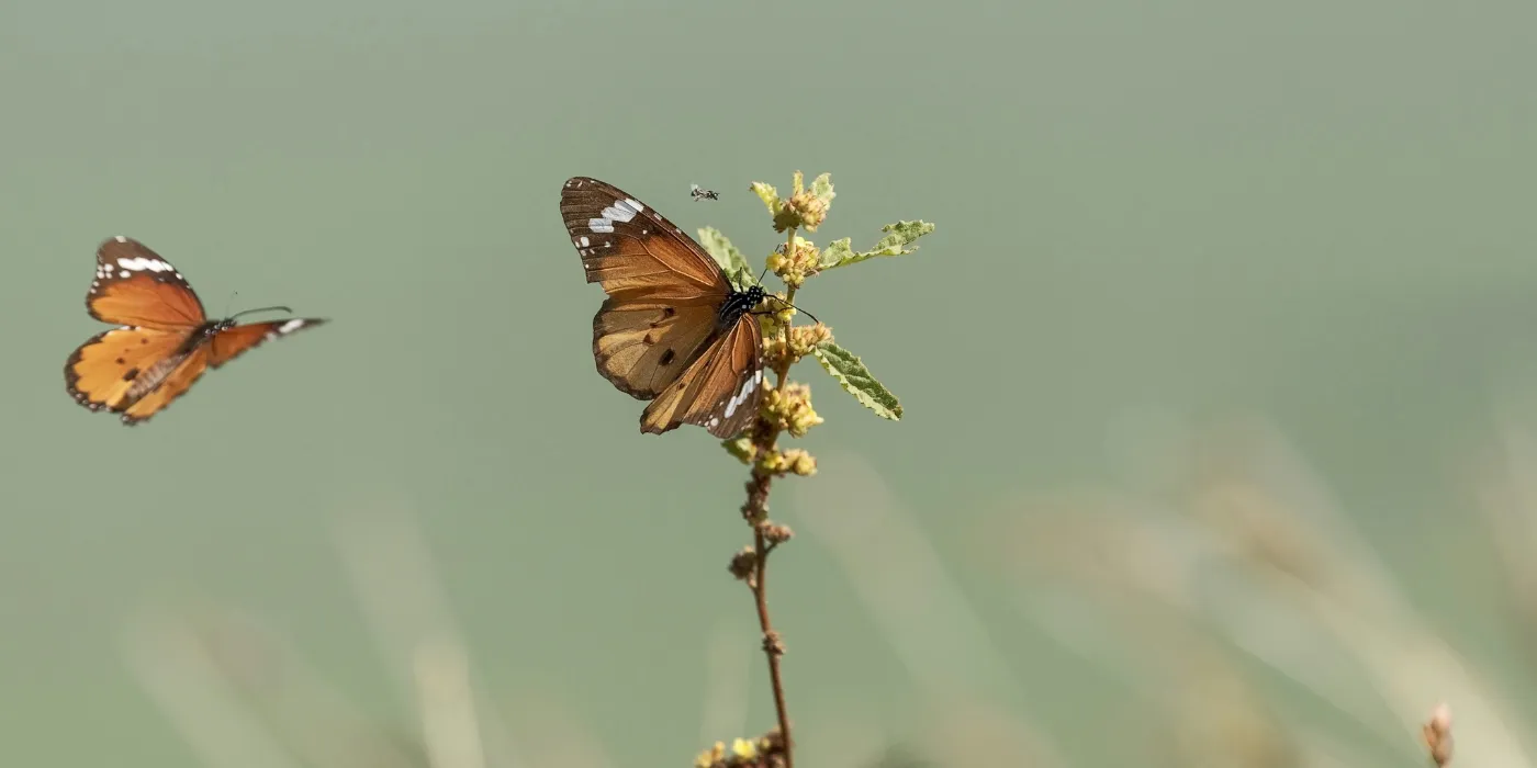 two butterflies flying toward a flower