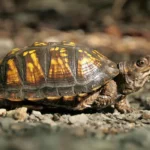 turtle on a gravel road