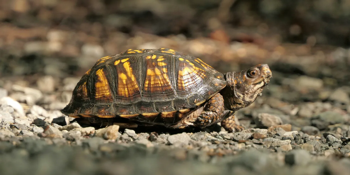 turtle on a gravel road