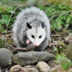opossum in a forest