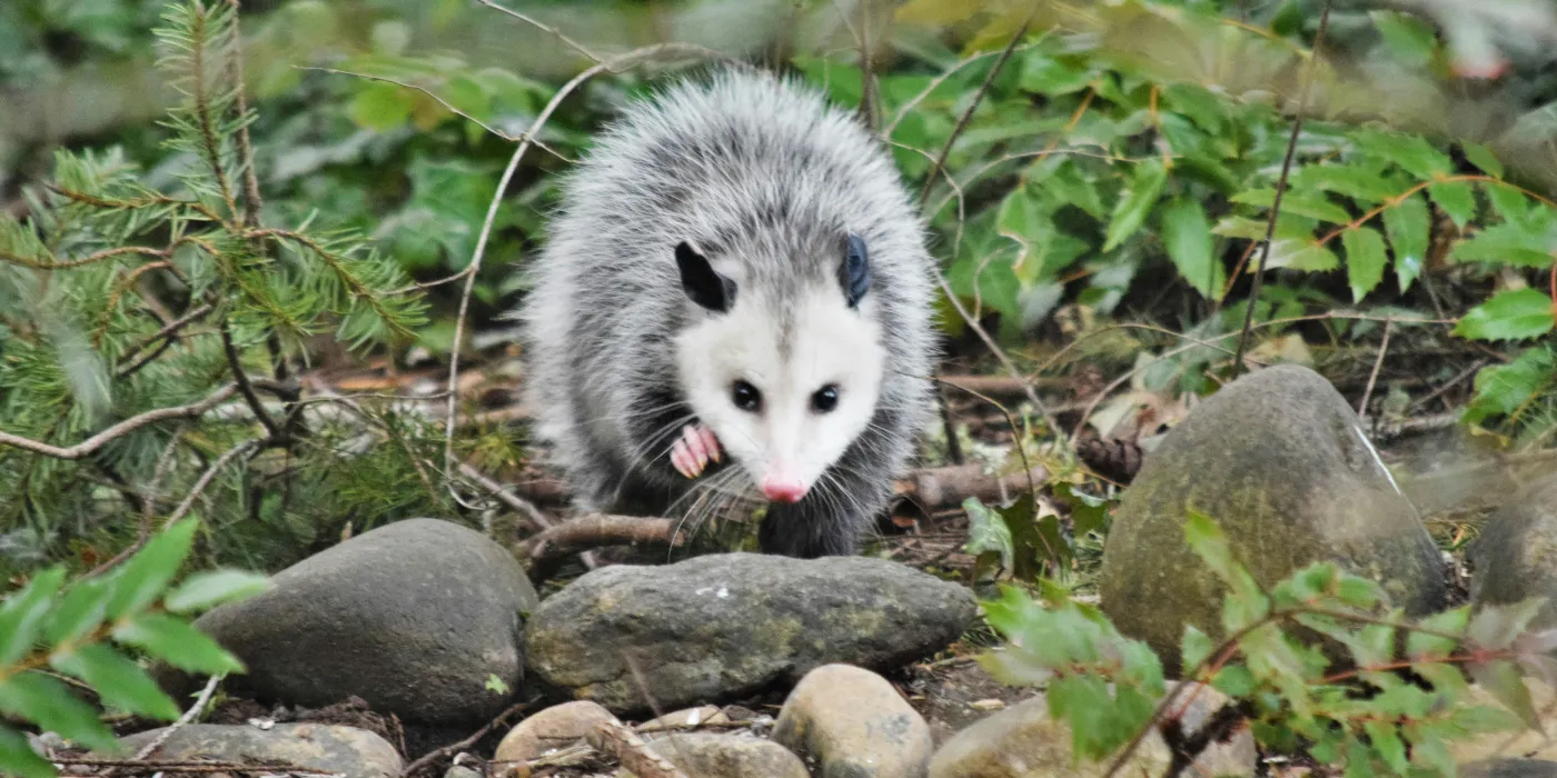 opossum in a forest