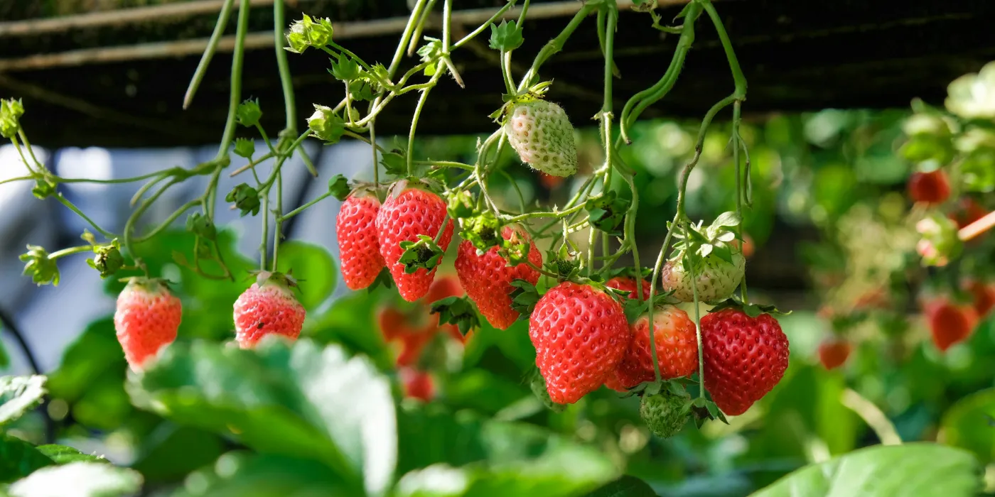 hanging strawberry plant