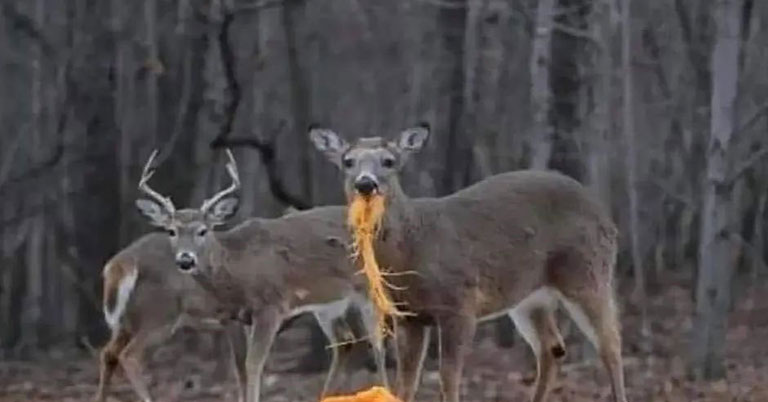 deer eating pumpkins