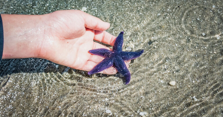 starfish