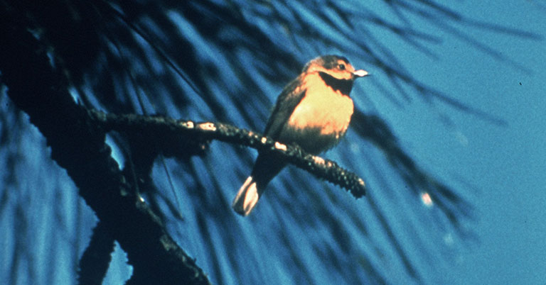 bachman's warbler