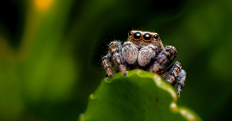 Why Spiders Decorate Their Webs