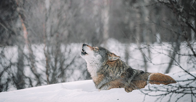 grey wolf howling in the snow