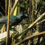 Corvus hawaiiensis