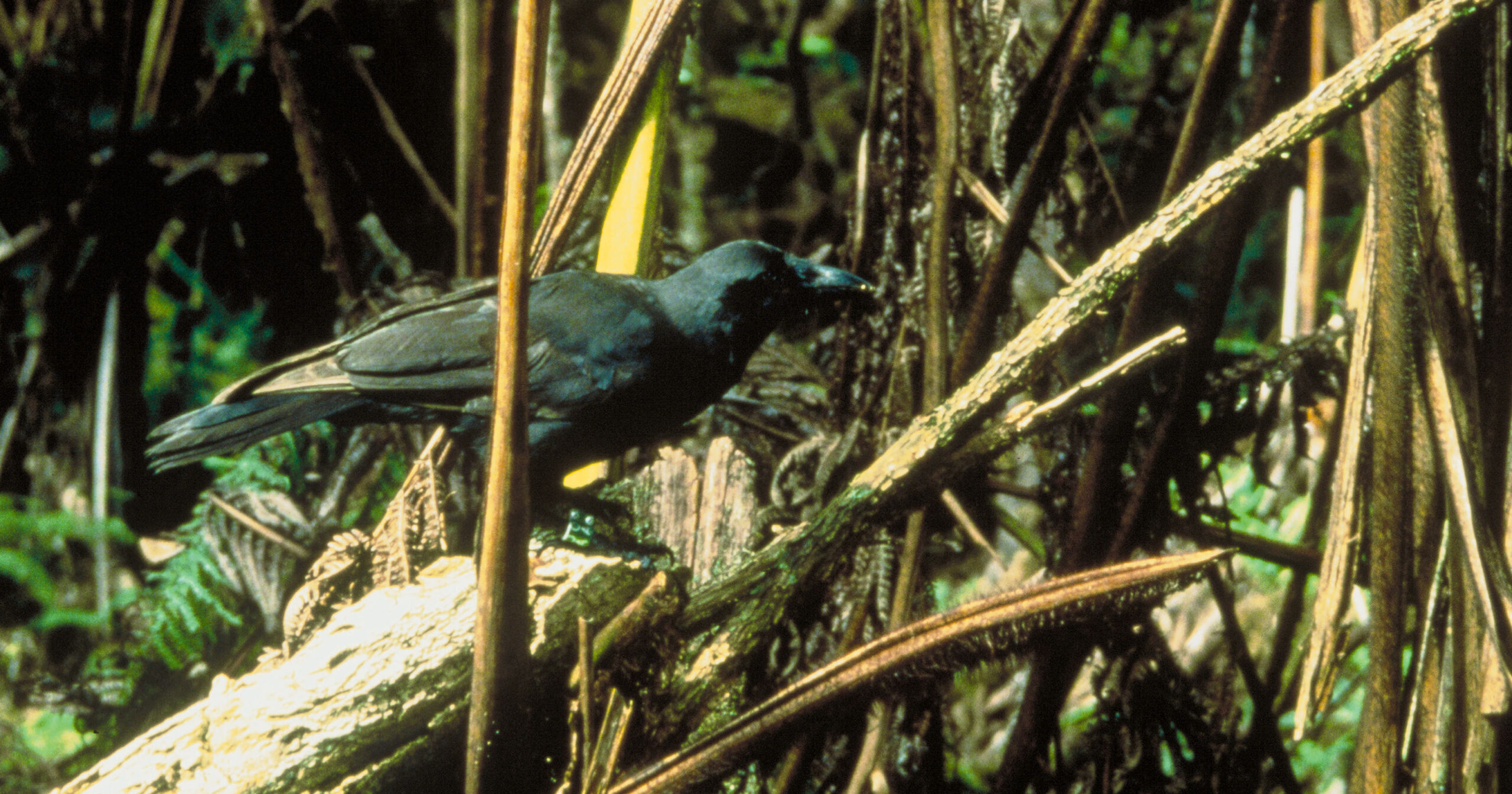 Corvus hawaiiensis