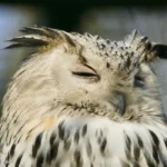 sick tired looking owl