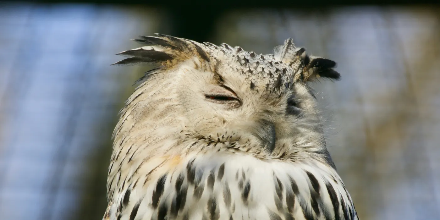 sick tired looking owl