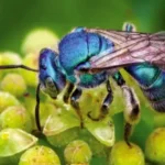 blue orchard bee on a flower