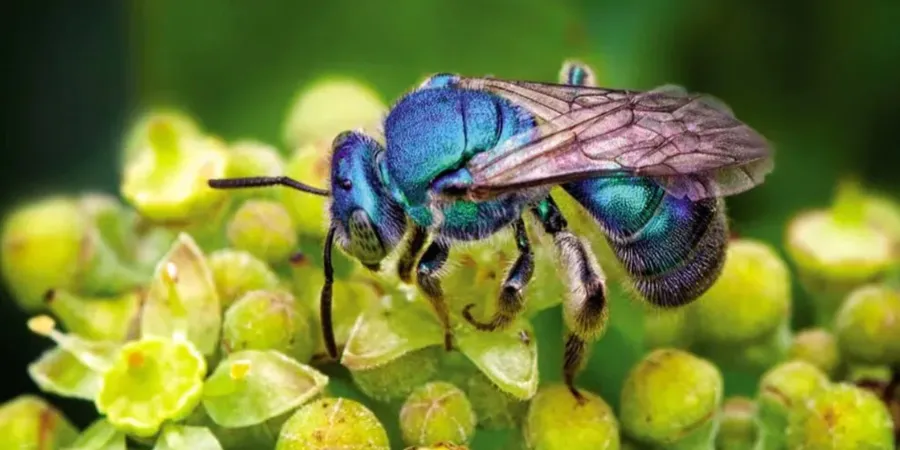 blue orchard bee on a flower