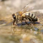 bee getting a drink