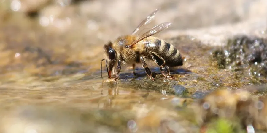 bee getting a drink