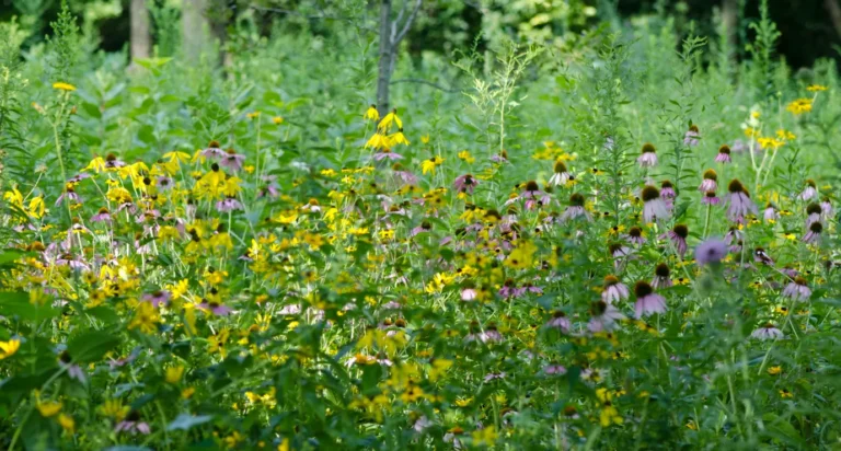 wildflowers