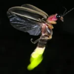 firefly or lightning bug, depending on your location