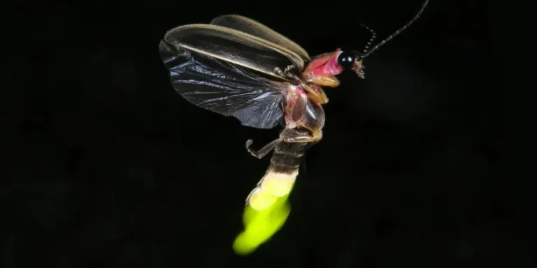 firefly or lightning bug, depending on your location