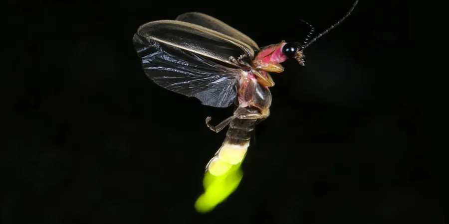 firefly or lightning bug, depending on your location