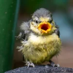 fledgling bird on the ground