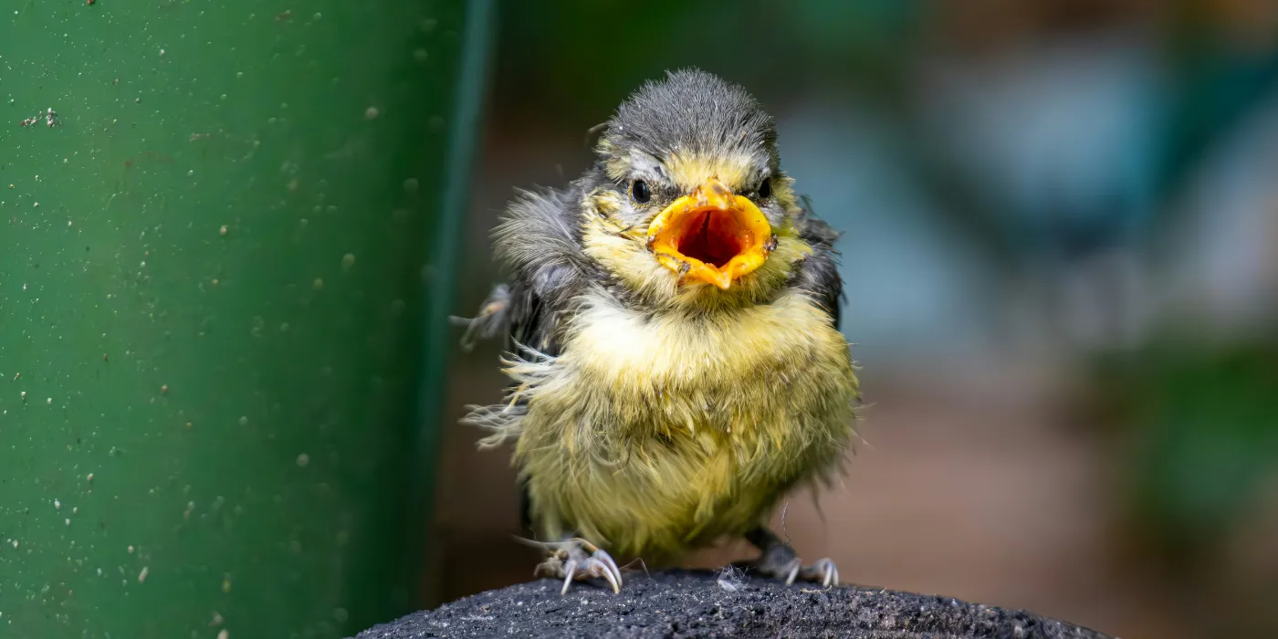 fledgling bird on the ground