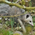 opossum