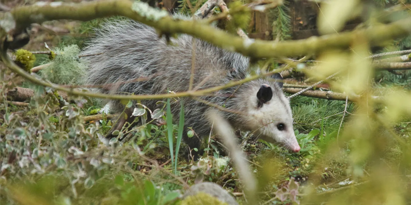opossum