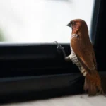 bird by a window