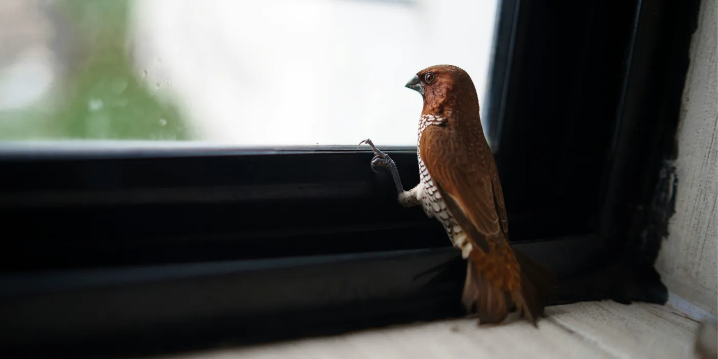 bird by a window