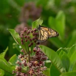 monarch butterfly on a milkweed