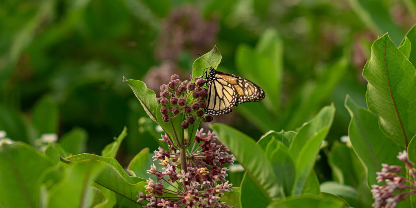 monarch butterfly on a milkweed
