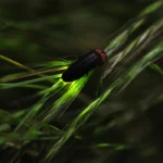 firefly on grass