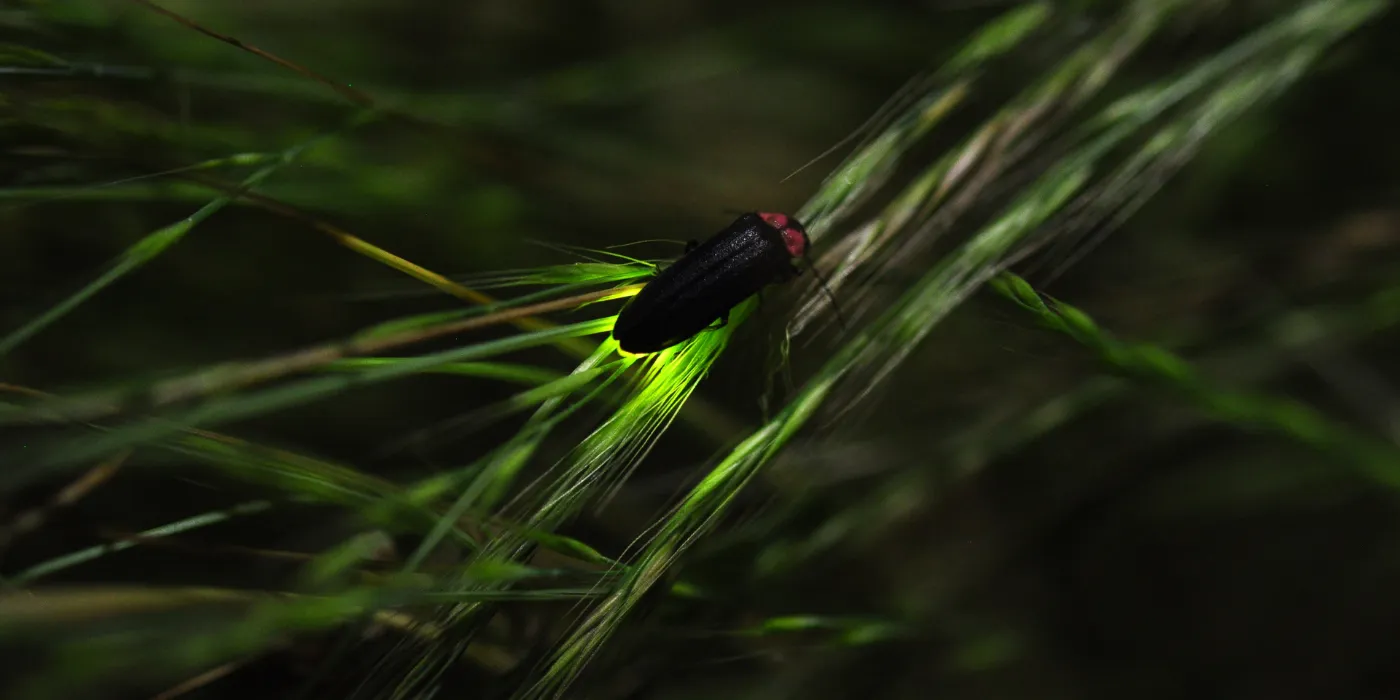 firefly on grass