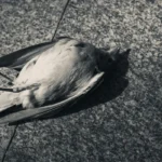 dead bird on concrete