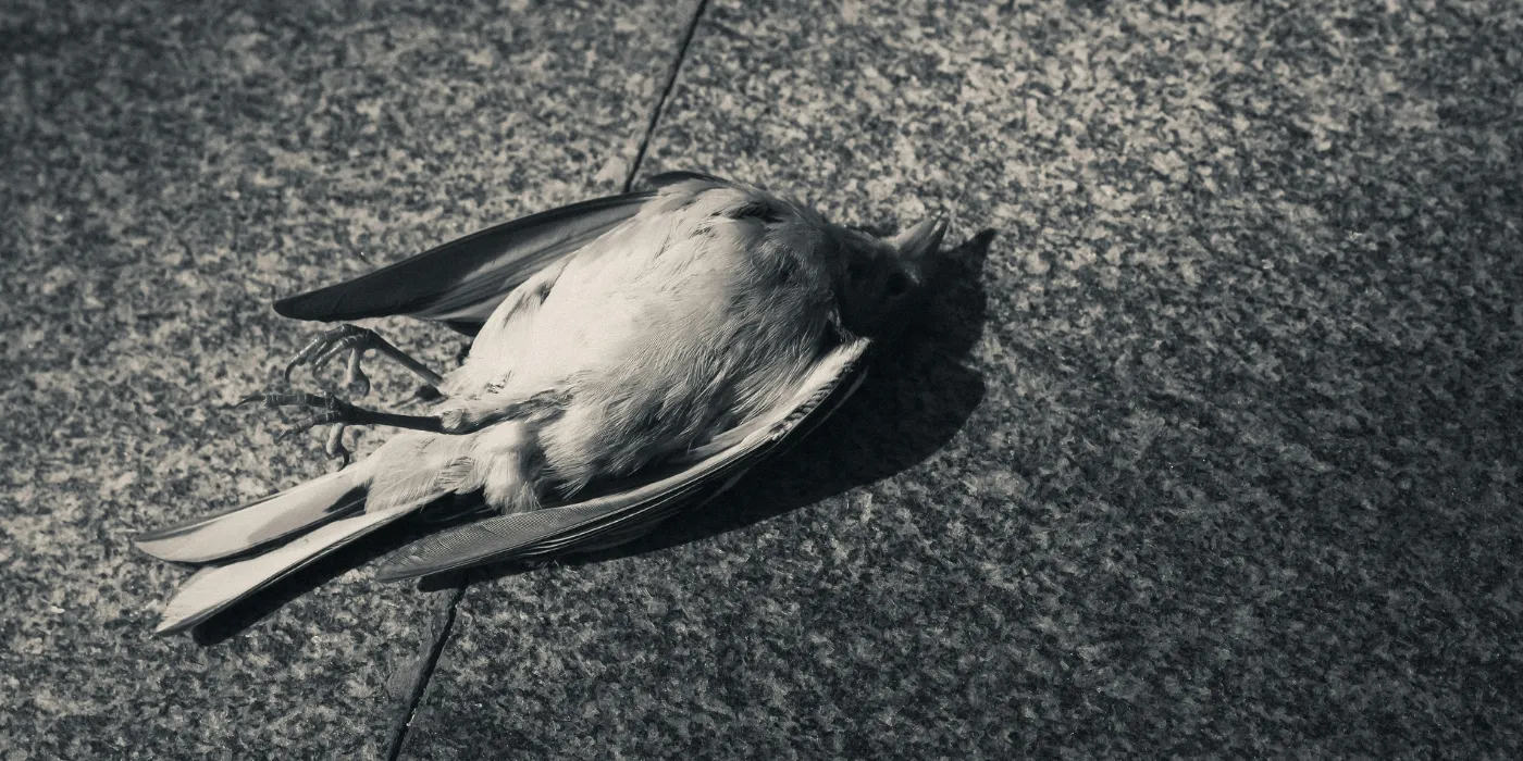 dead bird on concrete