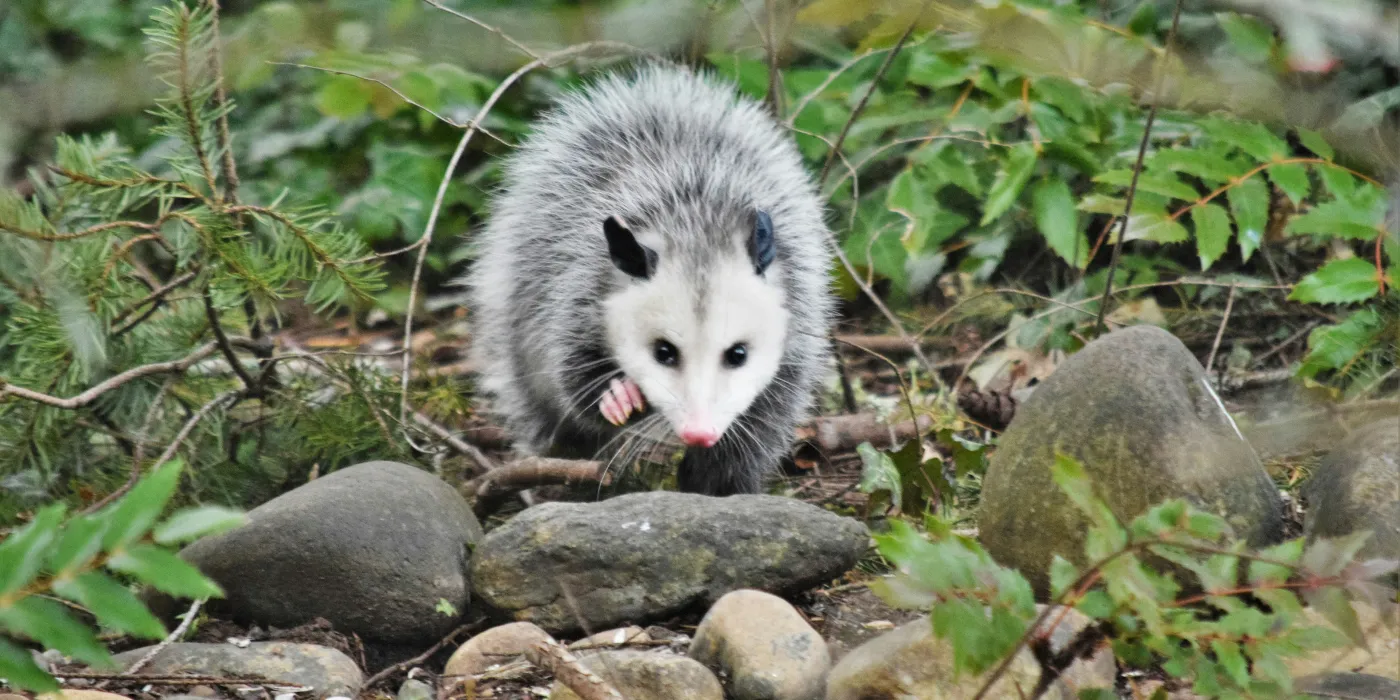opossum